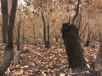 Cảnh báo nguy cơ cháy rừng do bất cẩn tại An Giang