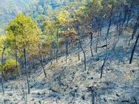 Cháy rừng tại Sóc Sơn, Hà Nội: Ứng trực tránh lửa bùng phát trở lại
