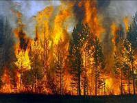 Cháy rừng nghiêm trọng ở miền Bắc Trung Quốc