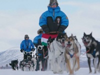 Thám hiểm thiên nhiên hoang dã với những chú chó kéo xe tuyết