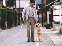 Chó dẫn đường – Bạn mới của người khiếm thị tại Hàn Quốc