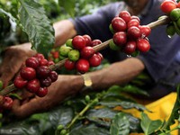 Ngành trồng cà phê góp phần giải quyết nạn nghèo đói tại Ghana