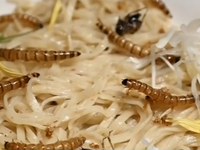 Nhà hàng mì côn trùng ở Nhật Bản
