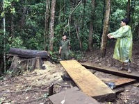 Khởi tố nguyên Trưởng Công an xã Đăk Ui (Kon Tum) liên quan đến phá rừng