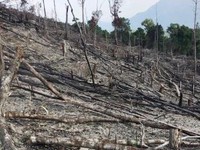 Bình Định: Hàng chục ha rừng tự nhiên tiếp tục bị tàn phá
