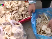 Độc đáo phiên chợ nấm rừng ở Phú Yên