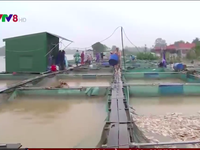 Thừa Thiên - Huế: Người nuôi cá lồng chồng chất nợ nần vì lũ lụt