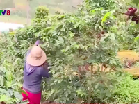 Tây Nguyên: Thiếu nhân công thu hoạch cà phê