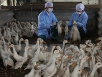 Bùng phát dịch cúm gia cầm H5N1 tại Đăk Nông