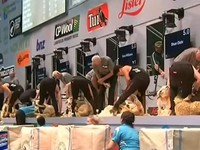 Độc đáo cuộc thi vô địch xén lông cừu thế giới