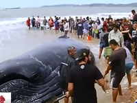Người dân Brazil giải cứu cá voi 15 tấn mắc cạn