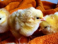 Nhật Bản lai tạo thành công gà đẻ trứng chữa bệnh