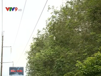 Bình Phước: Mất điện trên diện rộng vì sự cố đường dây 110kV