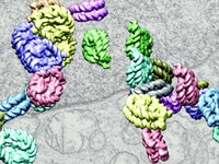Lần đầu tiên tái dựng hình ảnh 3D của ADN