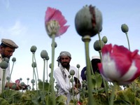 Sản lượng thuốc phiện ở Afghanistan tăng kỷ lục