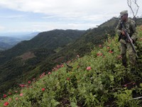 Mexico phát hiện cánh đồng thuốc phiện rộng 15 ha