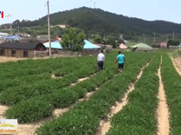 Trải nghiệm du lịch trang trại ở Hàn Quốc