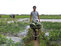 Nông dân Gia Lai thu lợi nhuận 200 triệu đồng/ha dưa hấu