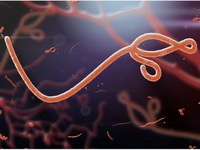 WHO tuyên bố chấm dứt dịch Ebola tại Congo