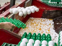 Bộ Nông nghiệp Bỉ: Hà Lan có thể đã biết trứng 'bẩn' từ năm 2016