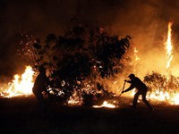 Cháy rừng nghiêm trọng tại Chile, 3 lính cứu hỏa thiệt mạng