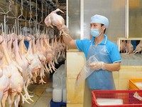 Sản phẩm từ gà Việt Nam sắp xuất khẩu sang Nhật Bản