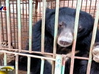'Chạy vì gấu' - sự kiện mở đầu Tuần lễ gấu tại Việt Nam