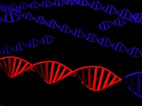 Các nhà khoa học Mỹ thành công biến đổi gen của phôi người