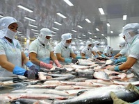 Giá cá tra trong nước ổn định ở mức cao​