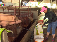 Người chăn nuôi đứng trên bờ vực phá sản do giá lợn thấp