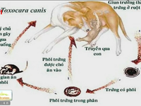 Bệnh giun đũa chó mèo gây nhiều biến chứng nguy hiểm
