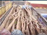 Đăk Lăk: Bắt hơn 10m3 gỗ giáng hương lậu