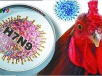 Việt Nam đối mặt nguy cơ lây nhiễm cao nhất khi H7N9 chuyển sang cực độc