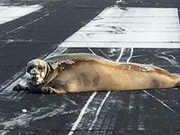 Mỹ: Hải cẩu nằm trên đường băng, sân bay phải tạm ngừng hoạt động