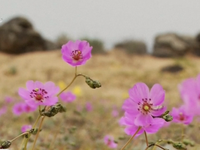 Sự hồi sinh mạnh mẽ của hoa dại trên sa mạc chết tại Chile