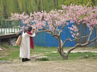 Tour du lịch nở rộ mùa hoa anh đào ở Trung Quốc