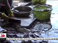 Vũng Tàu: Kinh hoàng công nghệ chế biến cá khô ở làng chài Đất Đỏ