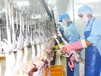 Nhật Bản chính thức nhập khẩu thịt gà của Việt Nam