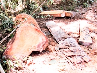 Có thể khởi tố vụ phá rừng phòng hộ Khánh Phú, Khánh Hòa