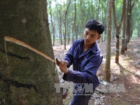 Không mở rộng diện tích cây cao su ở các tỉnh Tây Nguyên