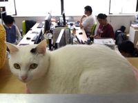 Đưa mèo đi làm - Giải pháp mới xả stress ở công sở Nhật Bản