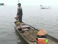 Nhiều vụ đánh bắt thủy sản trái phép trên đầm phá Tam Giang