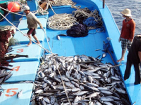 62 doanh nghiệp cam kết chống khai thác hải sản bất hợp pháp