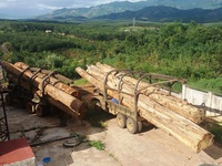 Kon Tum: Bắt giữ hai xe vận chuyển gỗ lậu từ Lào về Việt Nam