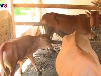 Hà Tĩnh: Xuất hiện dịch lở mồm long móng trên đàn gia súc