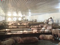Ngân hàng hỗ trợ ngành chăn nuôi lợn