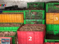 Bắt giữ gần 5 tấn phế phẩm nội tạng thối tại Đồng Nai