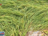 Vĩnh Long: Gần 1.000ha lúa đổ ngã do mưa lớn