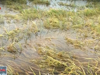 Lúa Hè Thu ĐBSCL bị thiệt hại nặng do ngập úng