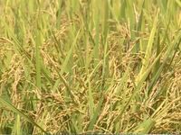 Giá lúa tăng nhờ xuất khẩu gạo thuận lợi